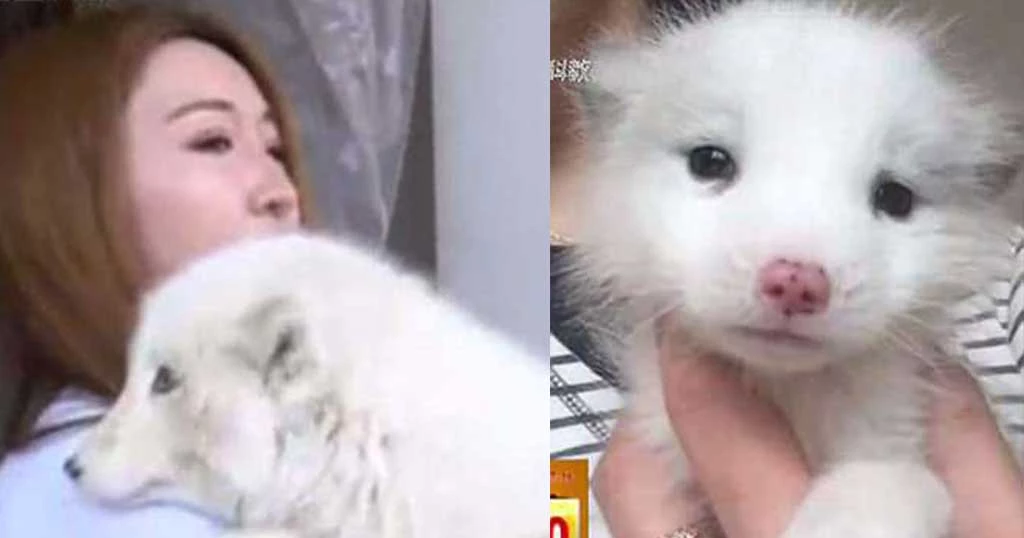 Σοκ! Γυναίκα φρόντιζε κουτάβι μέχρι που μεγάλωσε και κατάλαβε ότι ήταν κάτι άλλο (βίντεο)